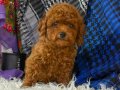 TOY POODLE SEVİMLİ YAVRULAR 