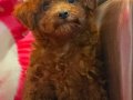 TOY POODLE SEVİMLİ YAVRULAR 