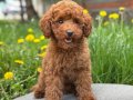 TOY POODLE SEVİMLİ YAVRULAR 