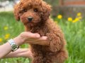 TOY POODLE SEVİMLİ YAVRULAR 