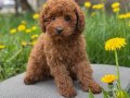 TOY POODLE SEVİMLİ YAVRULAR 