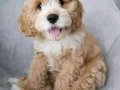 MALTİPOO CİNSİ YAVRULAR EV ÜRETİMİ 