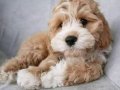 MALTİPOO CİNSİ YAVRULAR EV ÜRETİMİ 