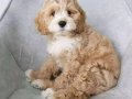 MALTİPOO CİNSİ YAVRULAR EV ÜRETİMİ 
