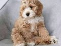 MALTİPOO CİNSİ YAVRULAR EV ÜRETİMİ 