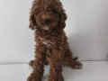 TOY POODLE SEVİMLİ YAVRULAR EV ÜRETİMİ 