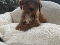 TOY POODLE SEVİMLİ YAVRULAR EV ÜRETİMİ 