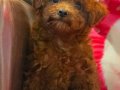 TOY POODLE SEVİMLİ YAVRULAR EV ÜRETİMİ 