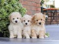 KAHVE TONLU MALTİPOO CİNSİ YAVRULAR 