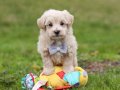KAHVE TONLU MALTİPOO CİNSİ YAVRULAR 