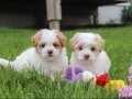 KAHVE TONLU MALTİPOO CİNSİ YAVRULAR 