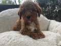 TOY POODLE SEVİMLİ YAVRULAR 