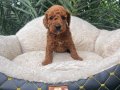 TOY POODLE SEVİMLİ YAVRULAR 