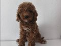 TOY POODLE SEVİMLİ YAVRULAR 