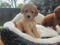 KAHVE TONLU MALTİPOO CİNSİ 