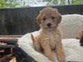 KAHVE TONLU MALTİPOO CİNSİ 