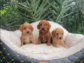 KAHVE TONLU MALTİPOO CİNSİ 