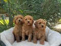 SEVİMLİ TOY POODLE YAVRUMUZ 
