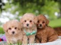 KAHVE TONLU MALTİPOO CİNSİ YAVRULAR 