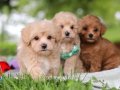 KAHVE TONLU MALTİPOO CİNSİ YAVRULAR 