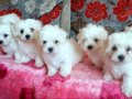MALTESE TERRİER CİNSİ YAVRULAR 