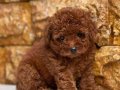 SEVİMLİ TOY POODLE YAVRUMUZ 