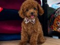 SEVİMLİ TOY POODLE YAVRUMUZ 