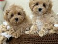 MALTİPOO CİNSİ YAVRULAR EV ÜRETİMİ 
