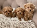 MALTİPOO CİNSİ YAVRULAR EV ÜRETİMİ 