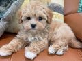 MALTİPOO CİNSİ YAVRULAR EV ÜRETİMİ 