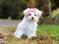 MALTESE TERRİER CİNSİ YAVRULAR 