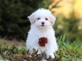 MALTESE TERRİER CİNSİ YAVRULAR 