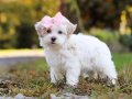 MALTESE TERRİER CİNSİ YAVRULAR 