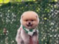 AYI SURATLI POMERRİAN BOO YAVRULAR 