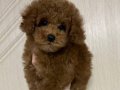 TOY POODLE SEVİMLİ YAVRULAR 