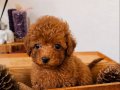 TOY POODLE SEVİMLİ YAVRULAR 