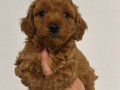 TOY POODLE SEVİMLİ YAVRULAR 