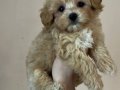 MALTİPOO CİNSİ YAVRULAR 