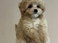 MALTİPOO CİNSİ YAVRULAR 