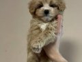MALTİPOO CİNSİ YAVRULAR 