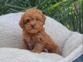 TOY POODLE SEVİMLİ YAVRULAR 