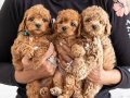 TOY POODLE SEVİMLİ YAVRULAR 