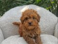 TOY POODLE SEVİMLİ YAVRULAR 