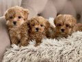 MALTİPOO CİNSİ YAVRULAR EV ÜRETİMİ 
