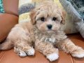 MALTİPOO CİNSİ YAVRULAR EV ÜRETİMİ 
