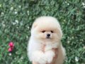 POMERRİAN Boo Yavrular 