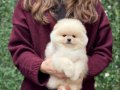 POMERRİAN Boo Yavrular 