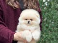 POMERRİAN Boo Yavrular 