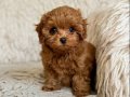 TOY POODLE SEVİMLİ YAVRULAR EV ÜRETİMİ 