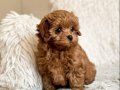 TOY POODLE SEVİMLİ YAVRULAR EV ÜRETİMİ 